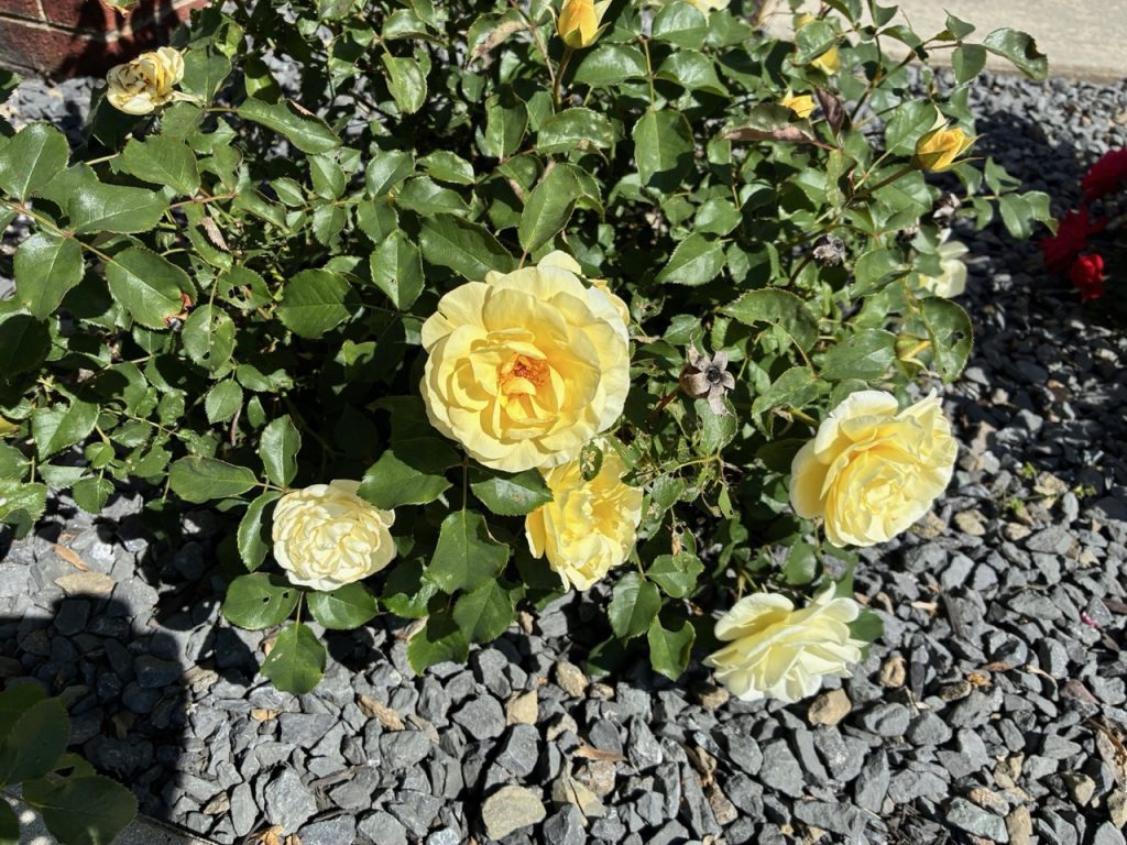 IMG 1697 Large